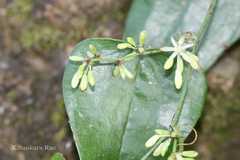 Smilax aspera